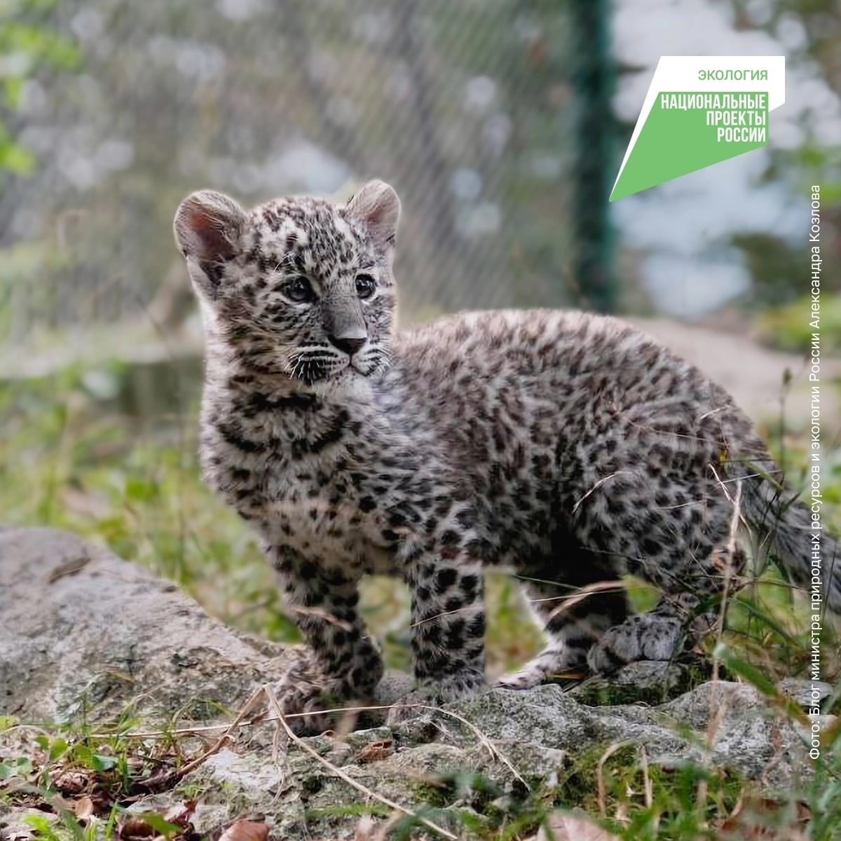Это Умка — котёнок переднеазиатского леопарда. Родился э 8 июля в Центре восстановления леопарда на Кавказе..