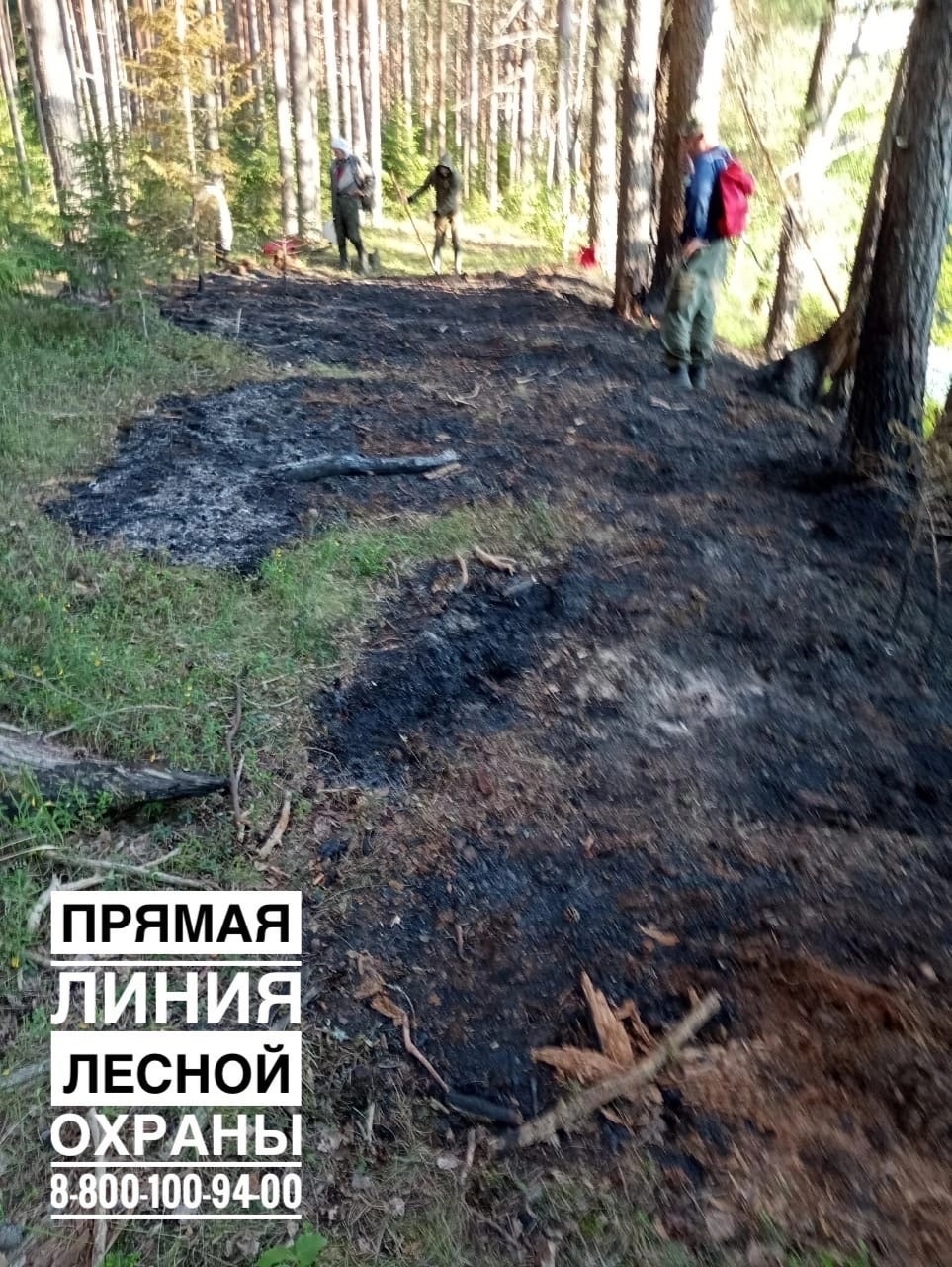 21 июня 2023 года на территории Кадуйского округа произошло возгорание леса..
