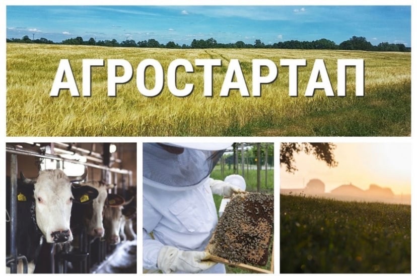 Начинающие фермеры Вологодской области могут получить грант «Агростартап».