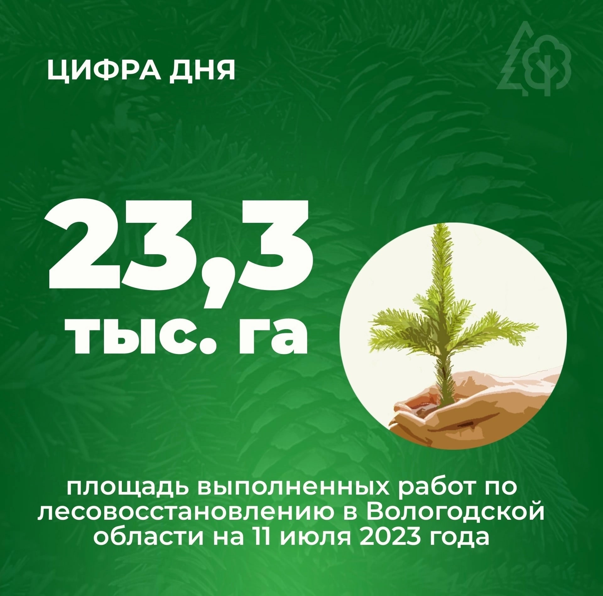  Кадуйский округ выполнил государственное задание по искусственному лесовосстановлению в полном объеме..